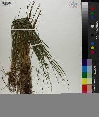 Carex seorsa image