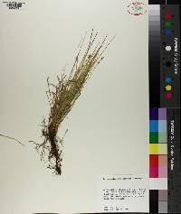 Carex socialis image