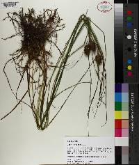 Carex squarrosa image