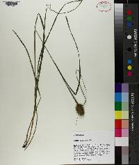 Carex squarrosa image