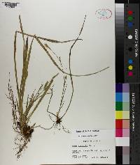 Carex striatula image