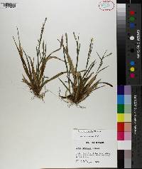 Carex striatula image