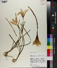 Zephyranthes atamasca image