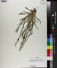 Carex striatula image