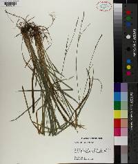 Carex striatula image