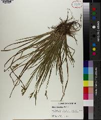 Carex striatula image