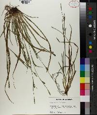 Carex striatula image