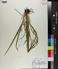 Carex striatula image