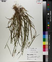 Carex styloflexa image