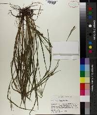 Carex styloflexa image