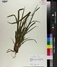 Carex styloflexa image