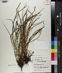 Carex superata image