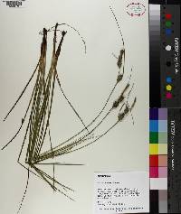 Carex tenax image