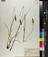 Carex triangularis image