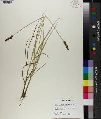 Carex triangularis image