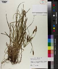 Carex triangularis image