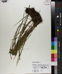 Carex turgescens image