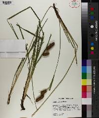 Carex typhina image