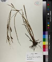 Carex venusta image