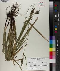 Carex oblita image