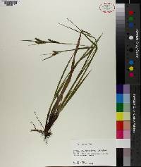 Carex venusta image