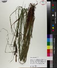 Carex verrucosa image