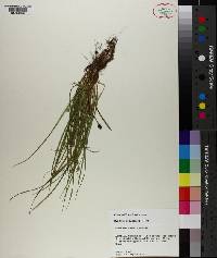 Carex willdenowii image