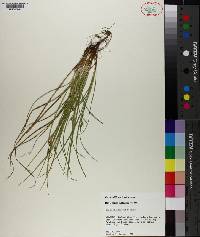 Carex willdenowii image