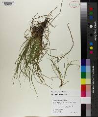 Carex willdenowii image