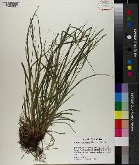 Carex virescens image