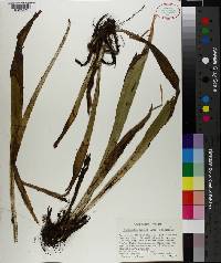 Carex fraseriana image