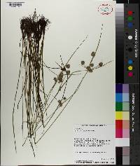 Cyperus reflexus image