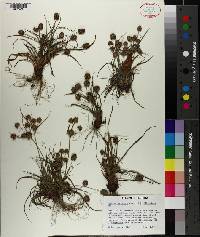 Cyperus retrorsus image