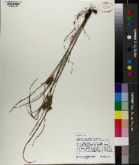 Cyperus × mesochorus image