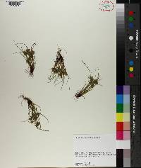 Cyperus squarrosus image