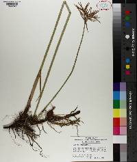 Cyperus articulatus image