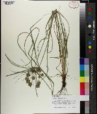 Cyperus croceus image