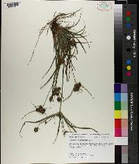 Cyperus globulosus image