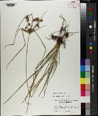 Cyperus globulosus image