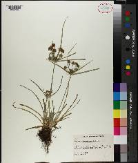 Cyperus globulosus image