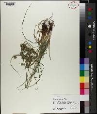 Cyperus croceus image