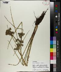 Cyperus distinctus image