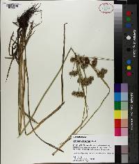 Cyperus distinctus image