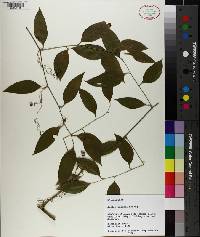 Smilax smallii image