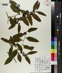 Smilax laurifolia image