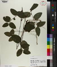 Smilax pumila image