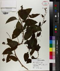 Smilax pulverulenta image