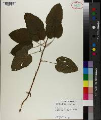 Smilax herbacea var. pulverulenta image