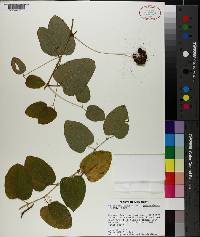 Smilax herbacea image