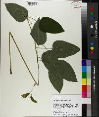 Smilax pulverulenta image